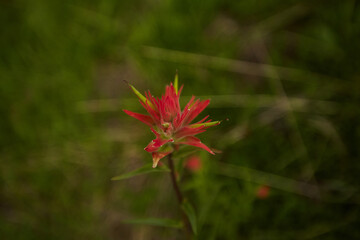 red flower