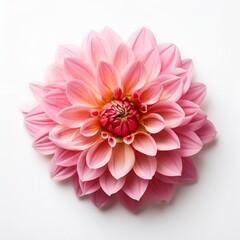 arrangement with beautiful pink dahlia flower isolated on white background