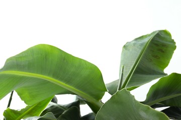 Obraz premium Banana tree in sunlight on a white background. Tropical plant foliage with visible texture