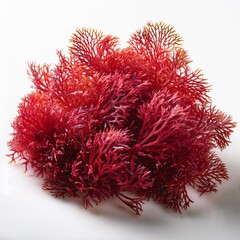 red algae with white background