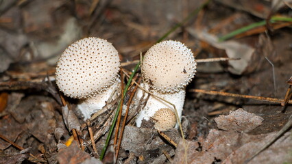 mushrooms in the forest