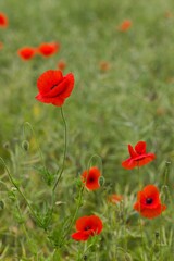 Bright red poppies cover the landscape, their vivid petals gently swaying in the breeze over a lush green field.