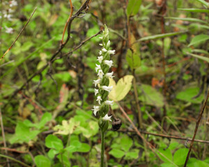 Spiranthes cernua (Nodding Ladies'-tresses) Native North American Orchid Wildflower