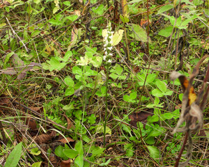 Spiranthes cernua (Nodding Ladies'-tresses) Native North American Orchid Wildflower