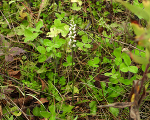 Spiranthes cernua (Nodding Ladies'-tresses) Native North American Orchid Wildflower