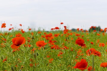 A field of red poppies in full bloom, each petal vibrant and alive, creates a stunning display under the sun.