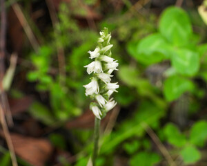 Spiranthes cernua (Nodding Ladies'-tresses) Native North American Orchid Wildflower