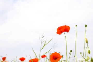 The gentle sway of red poppies fills a vast field, painting the earth with their vibrant, elegant presence.