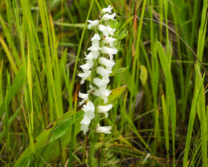 Spiranthes cernua (Nodding Ladies'-tresses) Native North American Orchid Wildflower