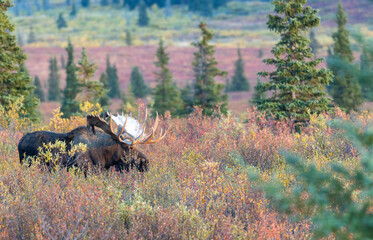 Alaska Yukon Bull Moose in Autumn in Denali National Park Alaska