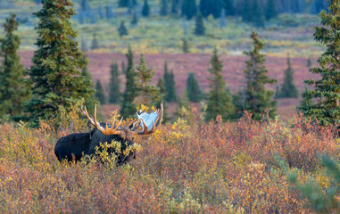 Alaska Yukon Bull Moose in Autumn in Denali National Park Alaska