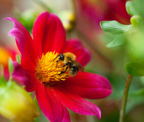 Honey bee (Apis mellifera) sitting on a red dahlia flower, macro, shallow dof, copy space