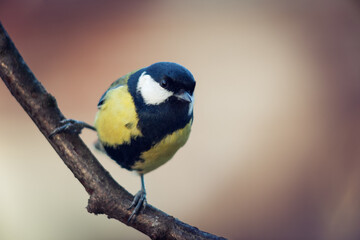 Titmouse (Parus major) sitting on branch, copy space