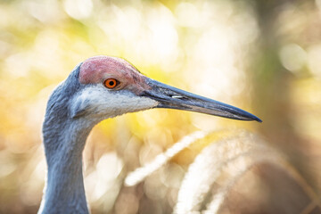 Detailed close-up of a sandhill cranes (Antigone canadensis) head, showing its eye and beak against a blurred background.
