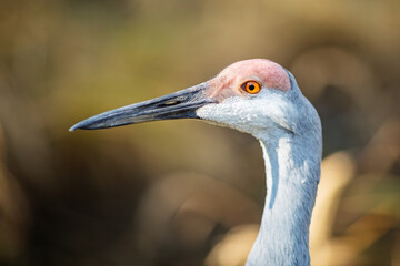 Detailed close-up of a sandhill cranes (Antigone canadensis) head, showing its eye and beak against a blurred background.
