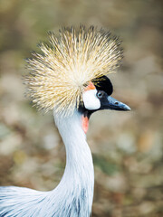 Detailed close-up of a grey crowned crane’s (Balearica regulorum) head, showing its eye, beak and crown against a blurred background.