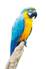 Blue-and-yellow macaw (Ara ararauna) with a large curved black beak, perched, isolated on a transparent background.