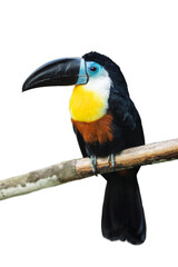 Naklejka premium Channel-billed toucan (Ramphastos vitellinus) with a black beak, blue face, yellow throat, and black body, perched on a branch isolated on white background.