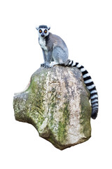 Ring-tailed lemur (Lemur catta) with a striped black and white tail, sitting on a rough, textured rock, isolated on a white background. © mikelaptev
