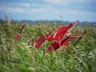 a group of red flags is placed in high reed at the shore to a lake while not used for fishery