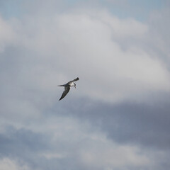 Mediterranean gull flying high in the cloudy sky and searching for fish. The wings are open to stand still in the strong headwinds.