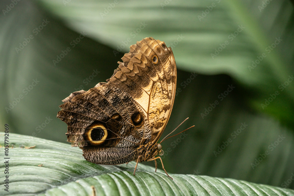 Wall mural butterfly on leaf