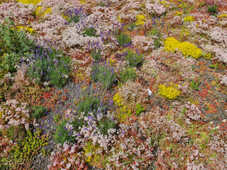 mixture of wild flowers on a rooftop with many colorful blossoms