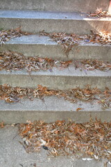 Dry Leaves on a Staircase