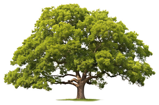 PNG Tree plant white background tranquility.