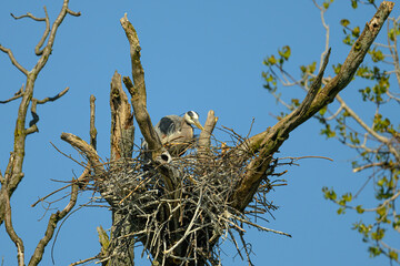 Great Blue Heron (Ardea herodias) on nest in Kensington Metropark, Michigan, USA.