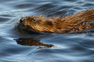 A Muskrat (Ondatra zibethicus) swimming on the surface of the water in Michigan, USA.