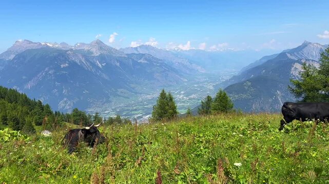 cows on the meadow in the Alps mountains on the TMB trail