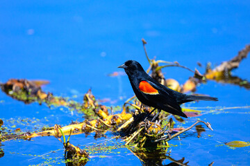 A mail red winged blackbird (Agelaius phoeniceus) standing on floating vegetation in a  pond in Michigan, USA.