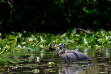 A Great Blue Heron (Ardea herodias) wading hunting for food among the lilly pads in a pond in Michigan, USA.