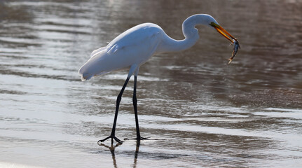 Photograph of a beautiful Great egret found in Barra de Tramandaí in Rio Grande do Sul, Brazil.	