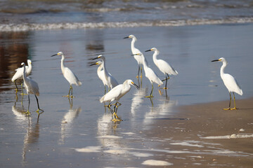 Snowy Egret found in Barra de Tramandaí, in Rio Grande do Sul, Brazil.