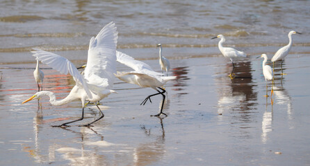 Great and Snowy Egrets Fishing on the Beach of Tramandaí, Brazil.