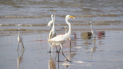 Photograph of a beautiful Great egret found in Barra de Tramandaí in Rio Grande do Sul, Brazil.	