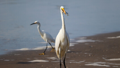 Photograph of a beautiful Great egret found in Barra de Tramandaí in Rio Grande do Sul, Brazil.
