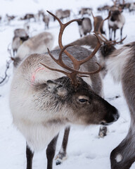 A reindeer with antlers in one of the Sámi herds in the snow covered winter landscape of Tromsø,...