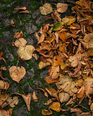 Autumn leaves of red, orange and yellow leaves scattered across a dark path.