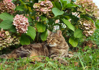 Domestic cat under a bush of garden hydrangea