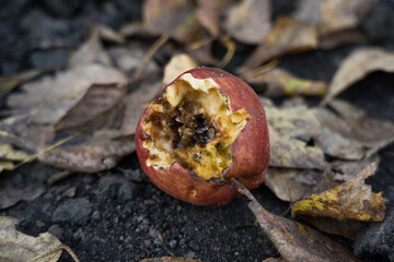 An apple core among the dry leaves on the road