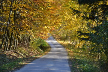 autumn road in the woods