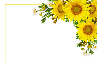 Sunflowers and wild flowers in a summer corner arrangement with yellow frame isolated on white or...