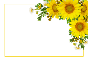 Sunflowers and wild flowers in a summer corner arrangement with yellow frame isolated on white or transparent background