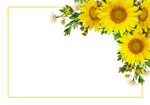 Sunflowers and wild flowers in a summer corner arrangement with yellow frame isolated on white or transparent background