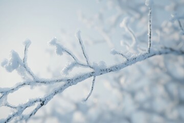 Strange branches covered with snow