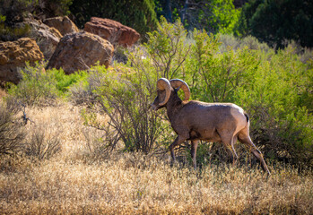 Bighorn Sheep in Natural Habitat