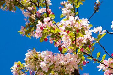 BRANCHES OF SUNLIT PINK WHITE BLOSSOM AGAINST BLUE SKY 